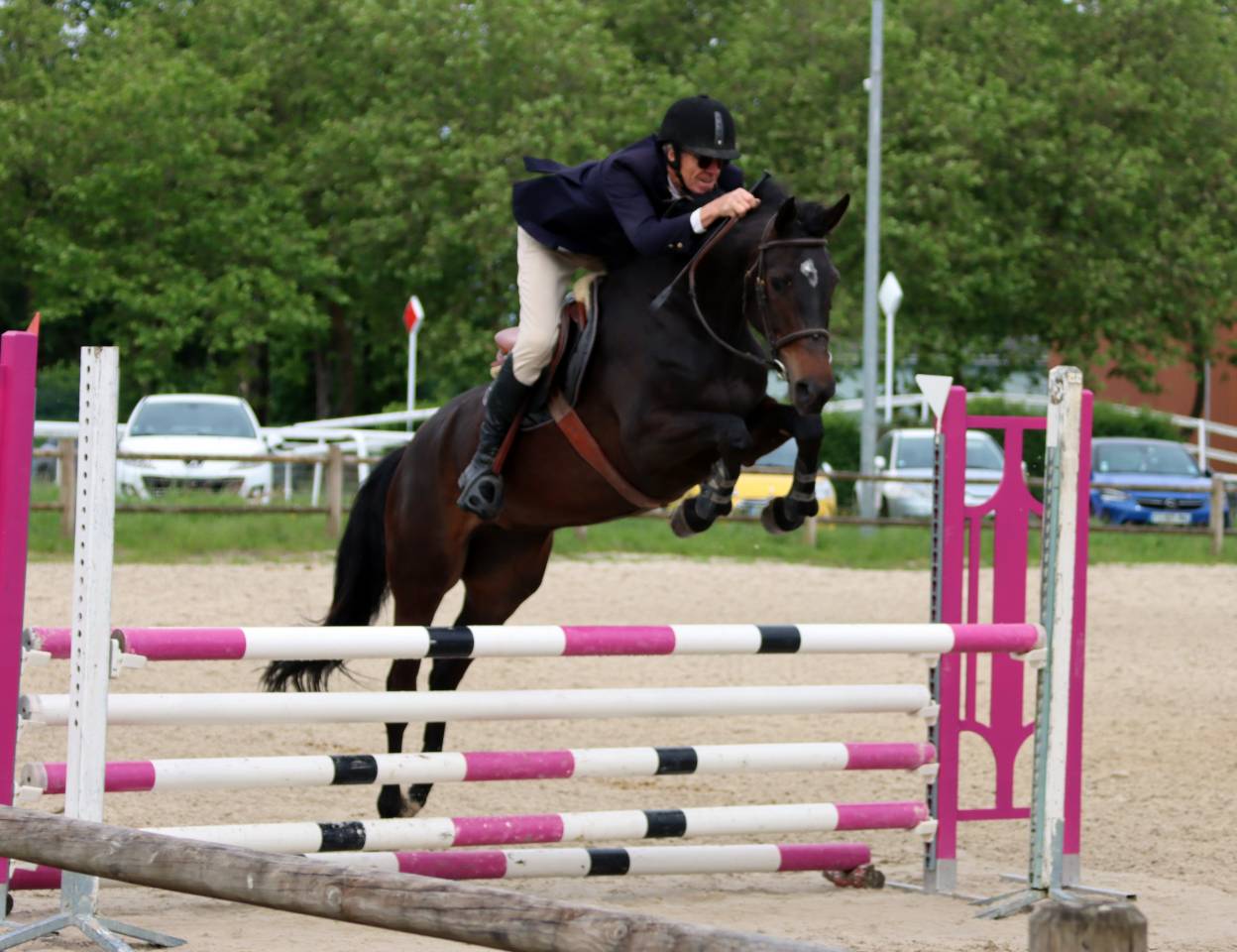 Vends jument de sport pour concours hippique