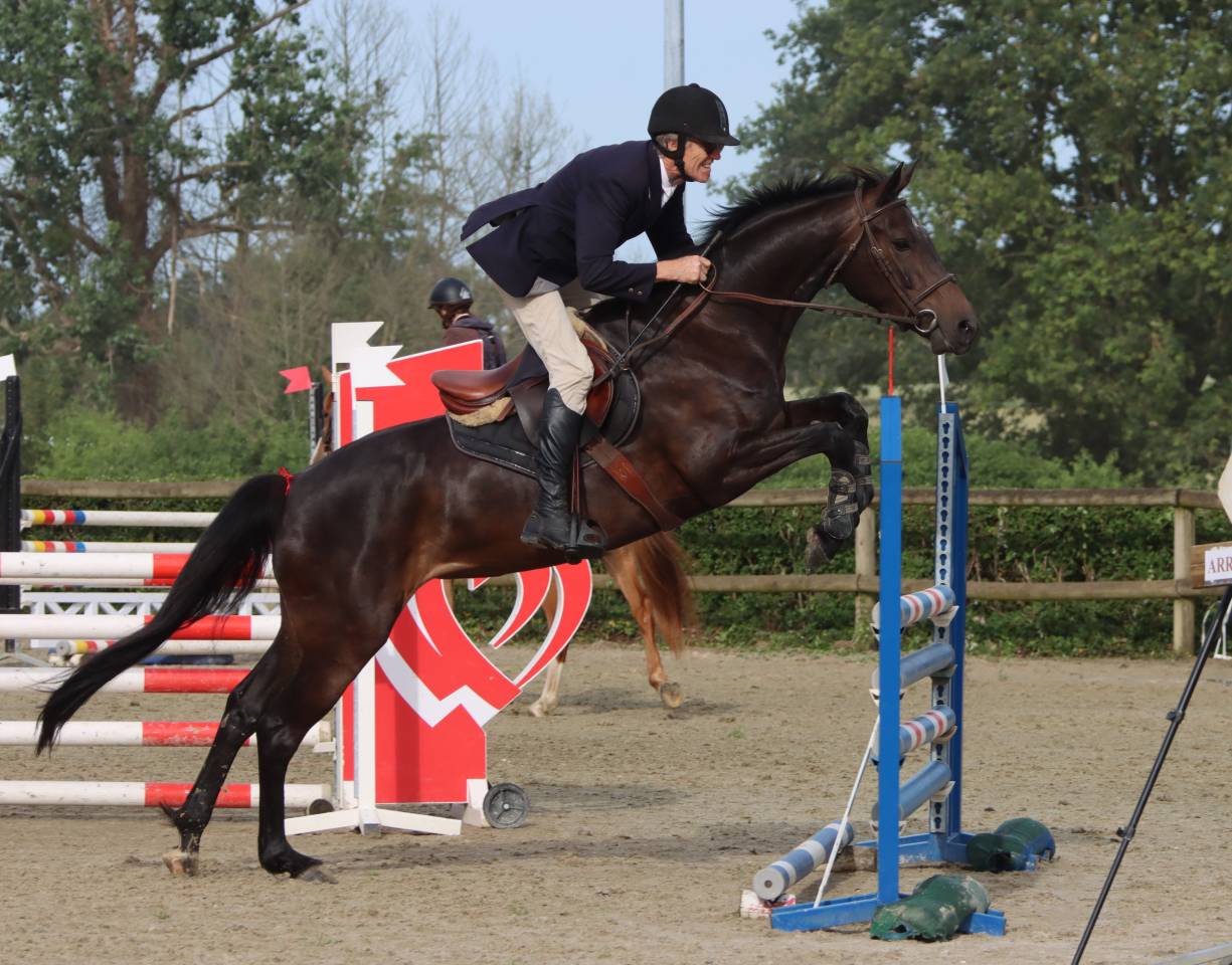 Vends jument de sport pour concours hippique