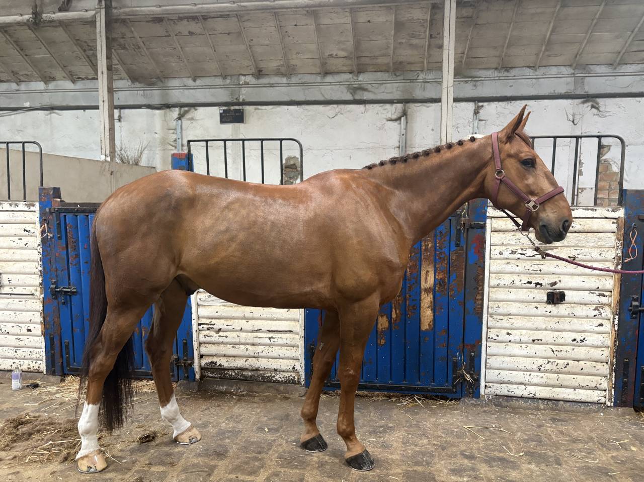Cheval CSO