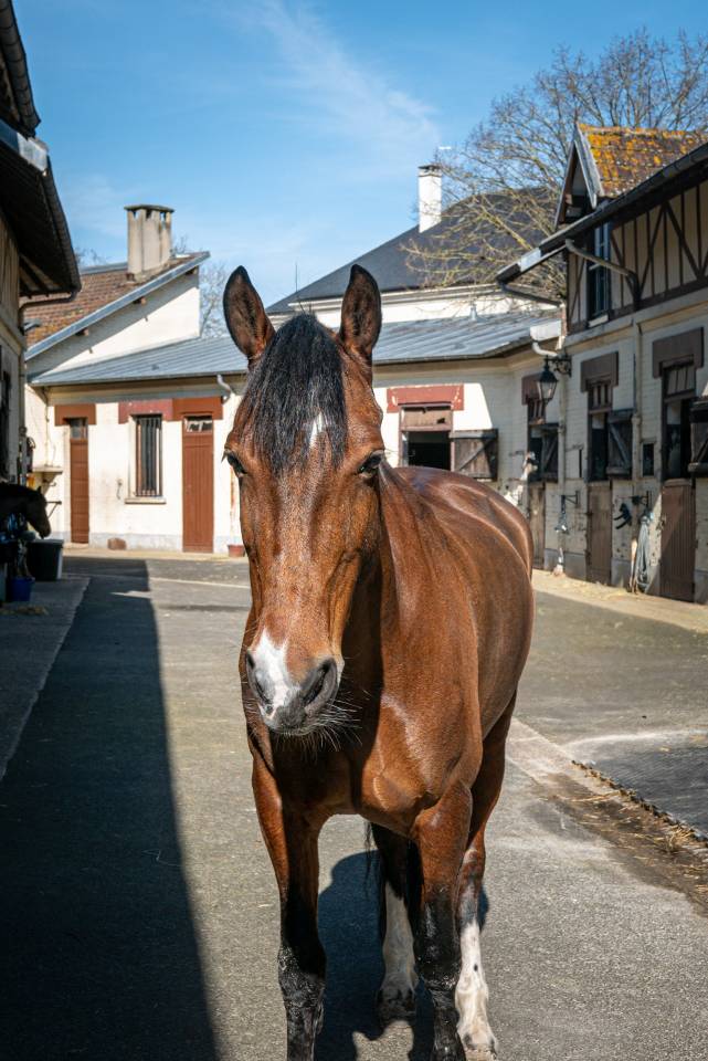 Pension et demi pension &agrave; Maisons-laffitte AZ Coaching