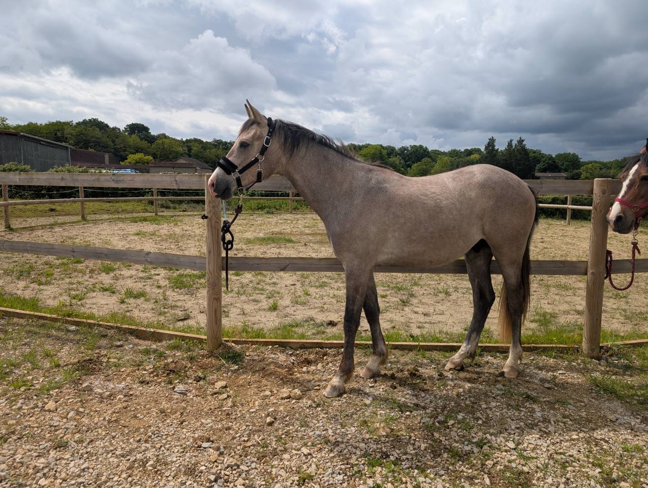 2 ans Selle fran&ccedil;ais x Poney dressage allemand