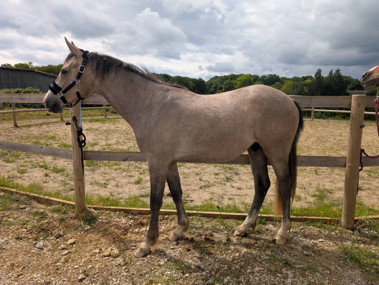 2 ans Selle fran&ccedil;ais x Poney dressage allemand