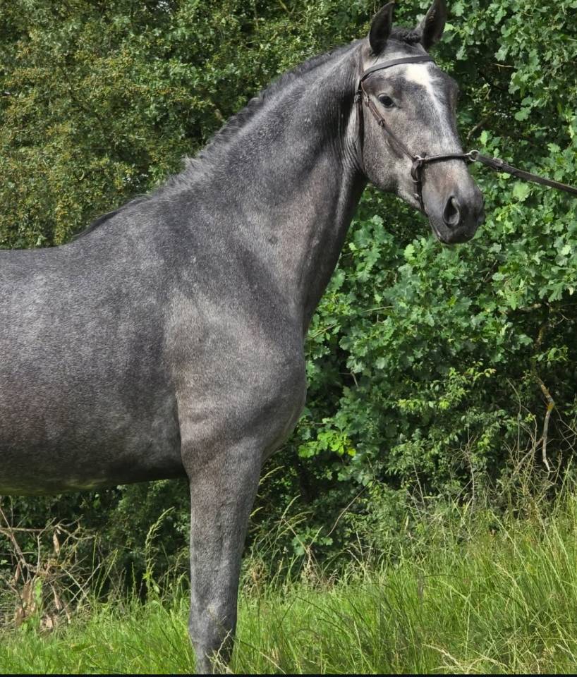 Pur-sang lusitanien de 3 ans 