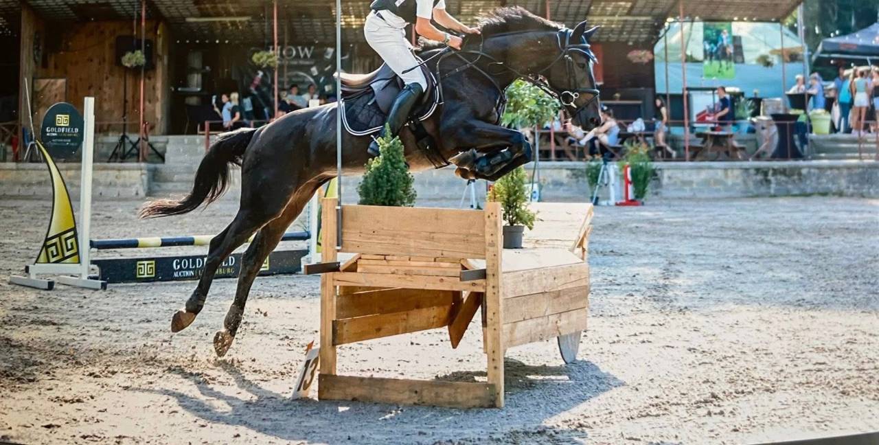 Superbe hongre polyvalent &agrave; vendre