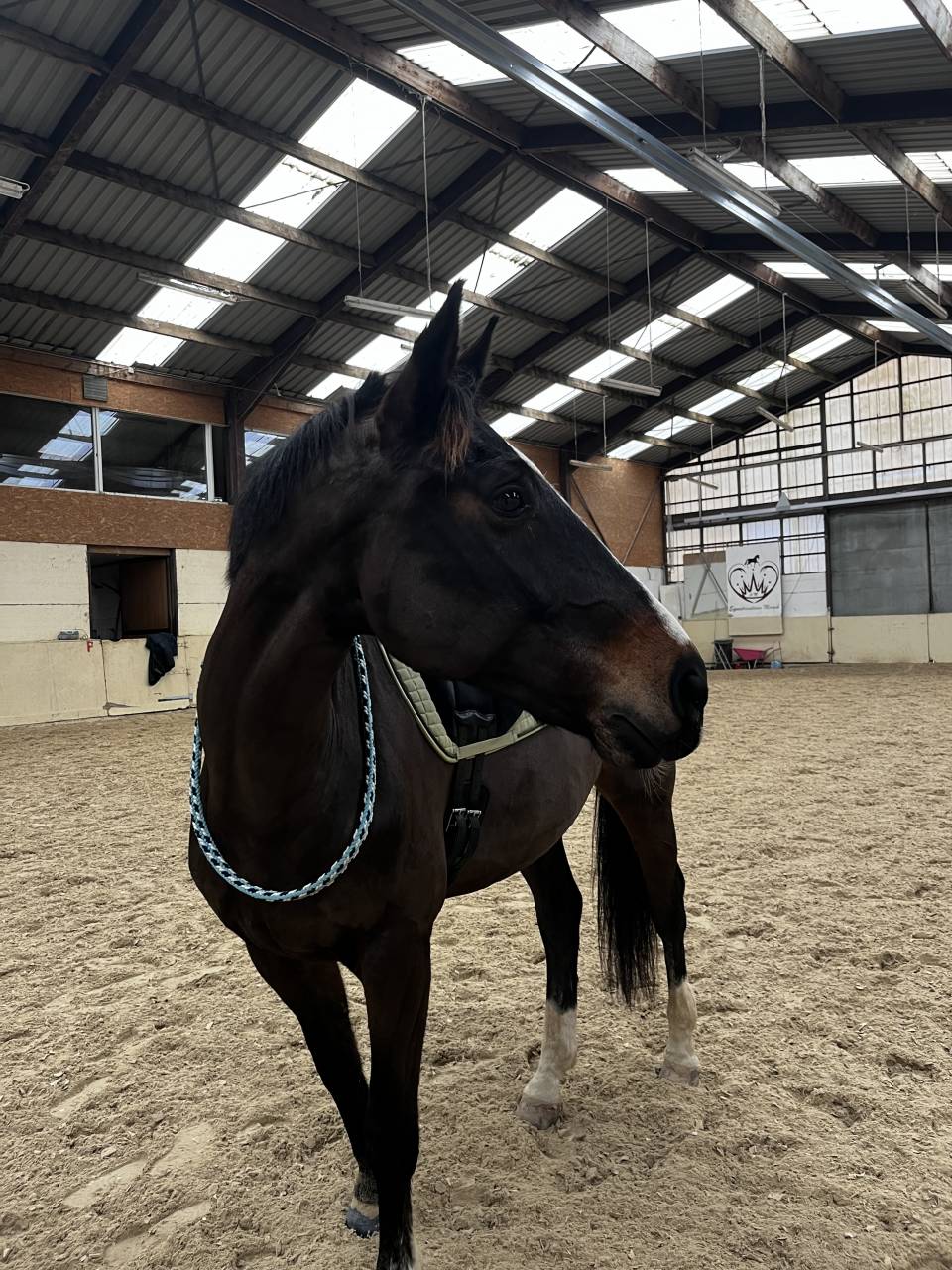 Hongre de 14 ans &agrave; vendre pour loisirs