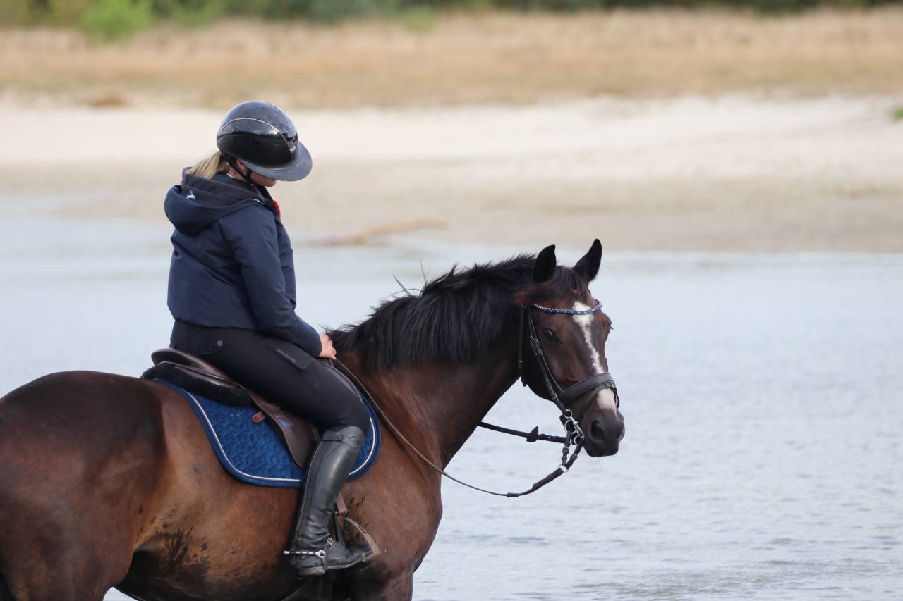 Hongre de 14 ans &agrave; vendre pour loisirs