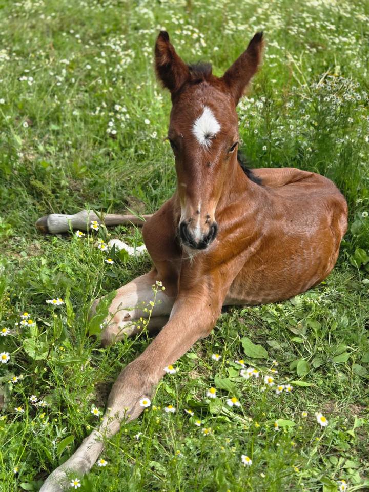 Pouliche 