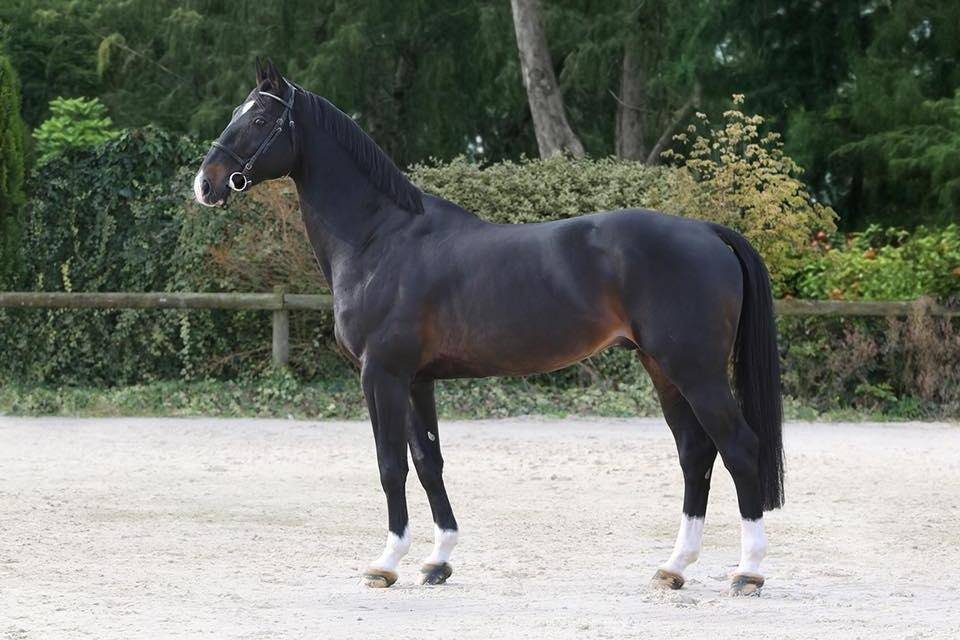 Pouliche 