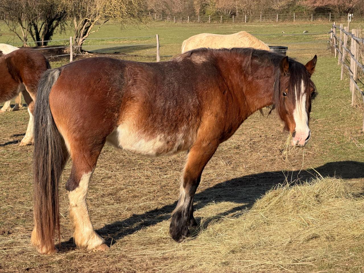 Jument Welsh type cob (WTC) 2017