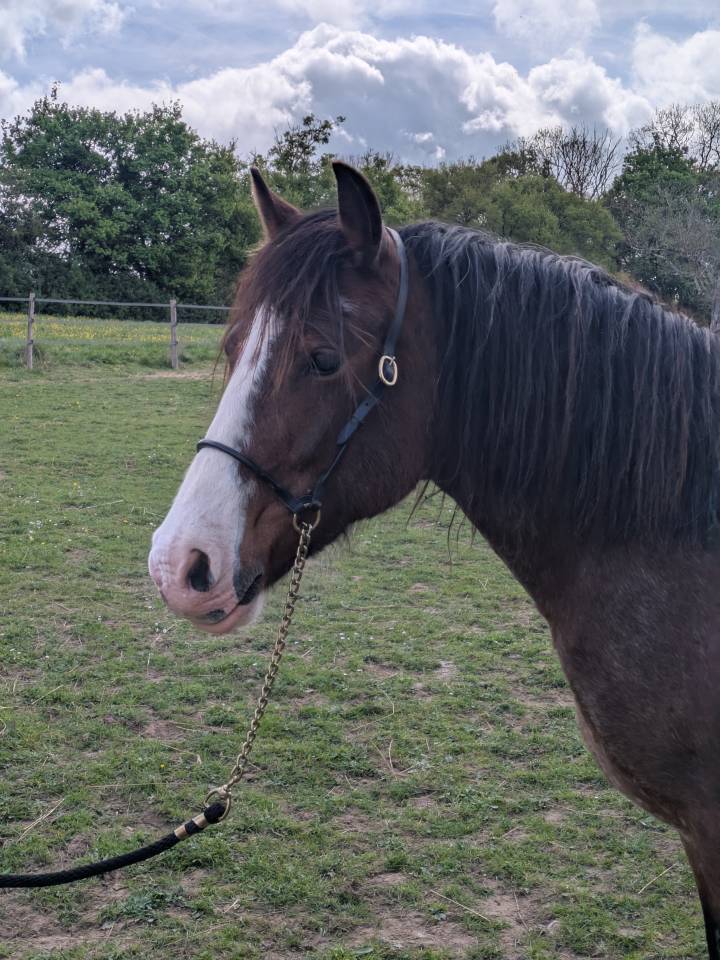 Jument Welsh type cob (WTC) 2017