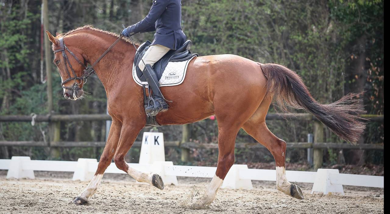 Hongre Oldenbourg 12 ans 