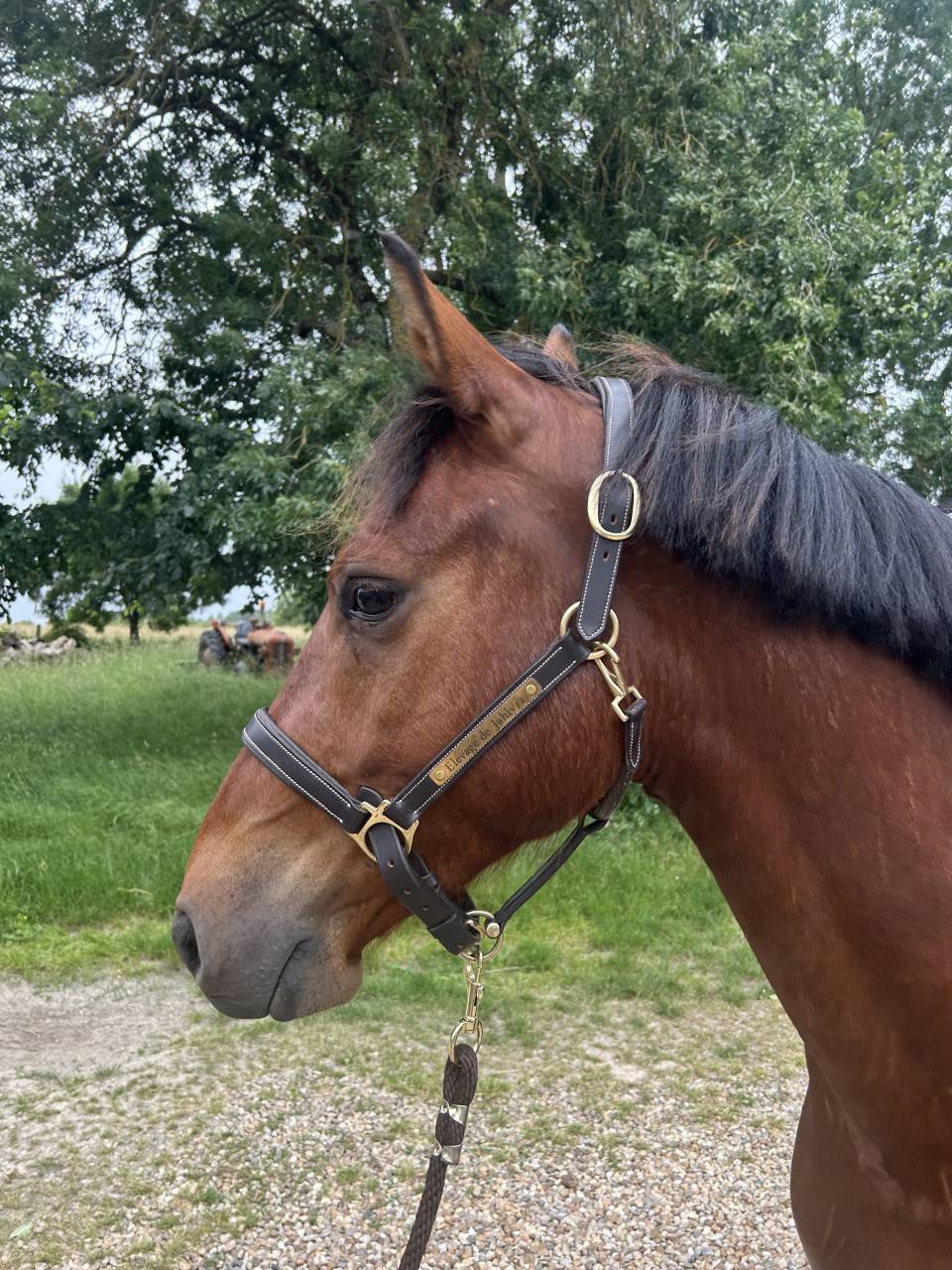 Poney D 