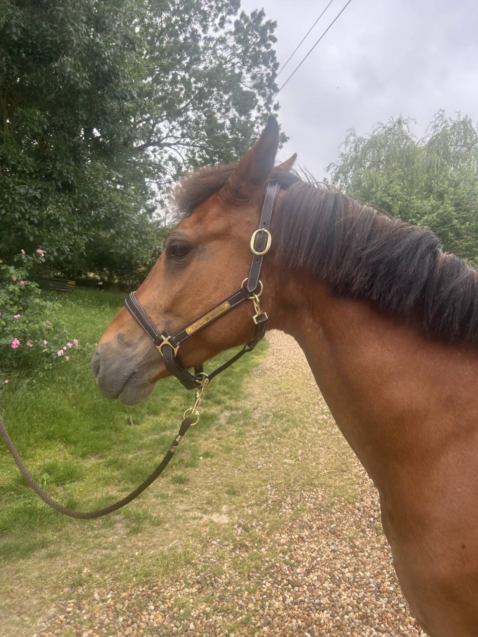 Ponette D 