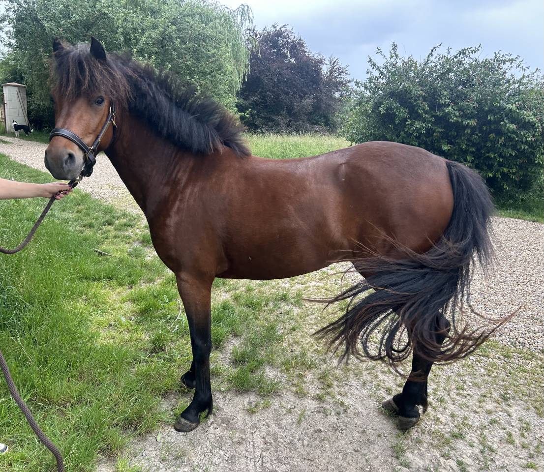 Poney C 