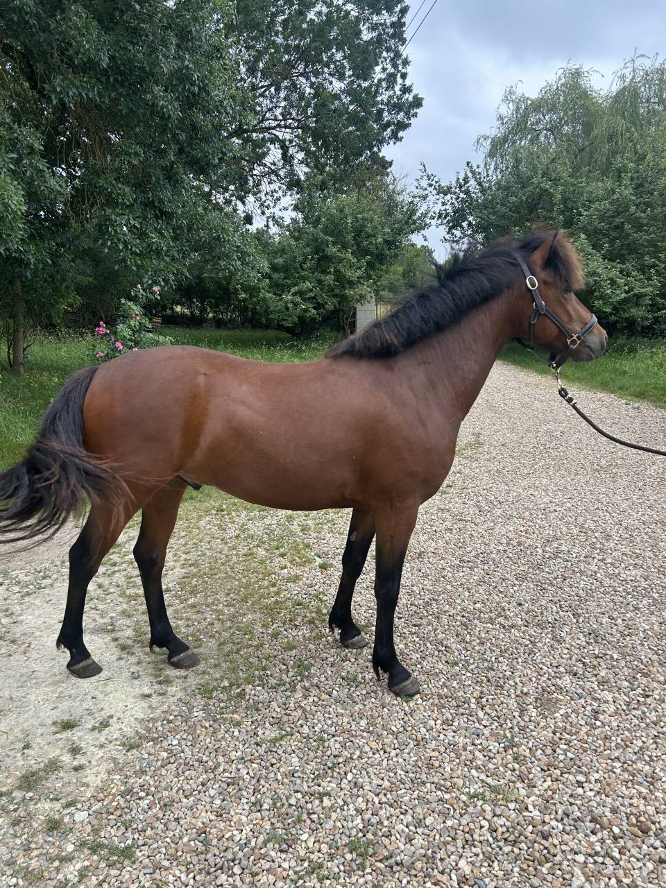 Poney C 