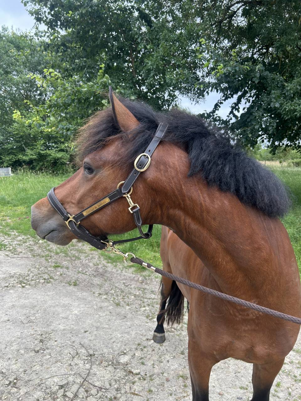 Poney C 