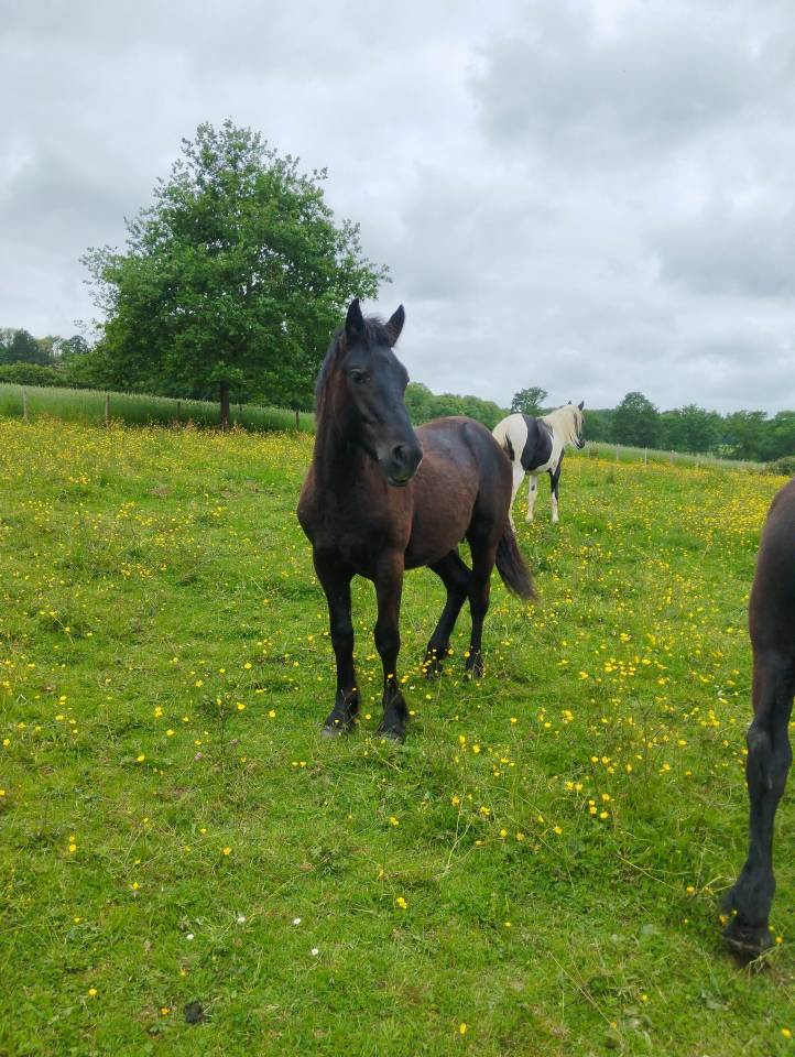 Chevaux 