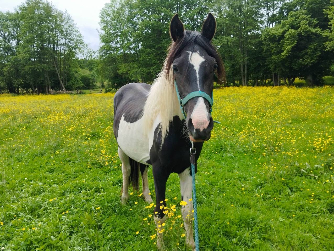 Chevaux 