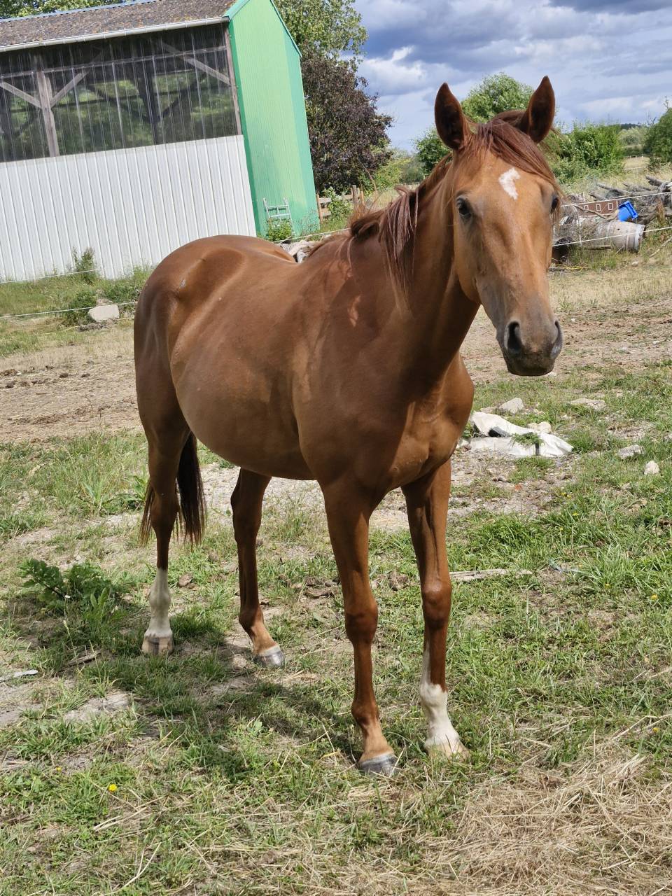 Jument pur-sang 2 ans
