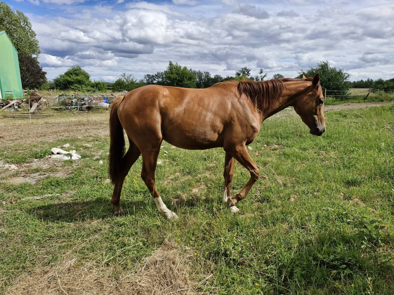Jument pur-sang 2 ans