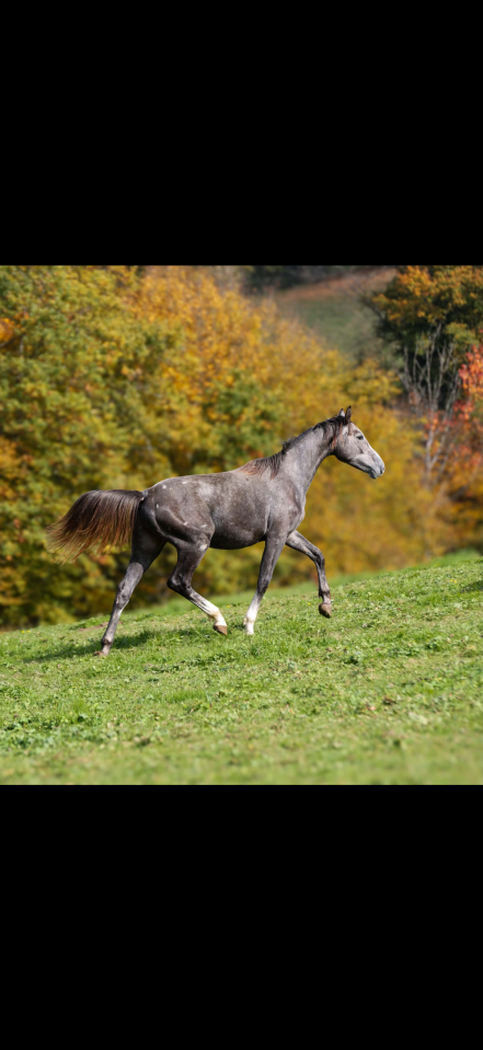 Cheval poulain m&acirc;le cso