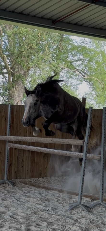 Cheval poulain m&acirc;le cso