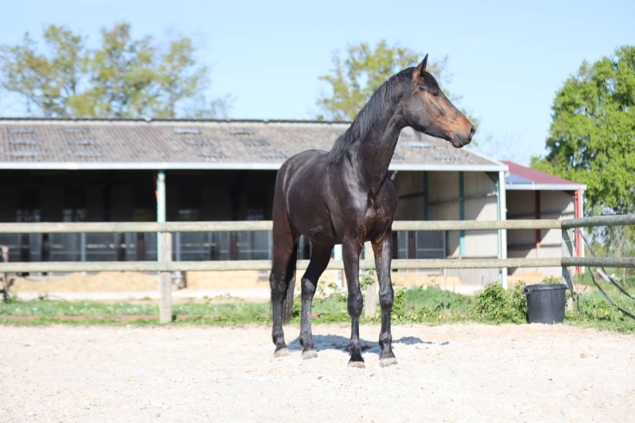 Cheval de dressage kwpn
