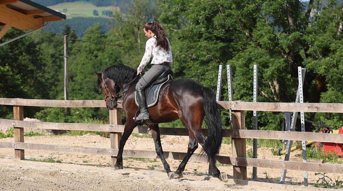 Cheval de dressage kwpn