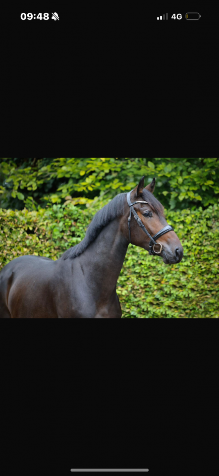 Cheval de dressage kwpn
