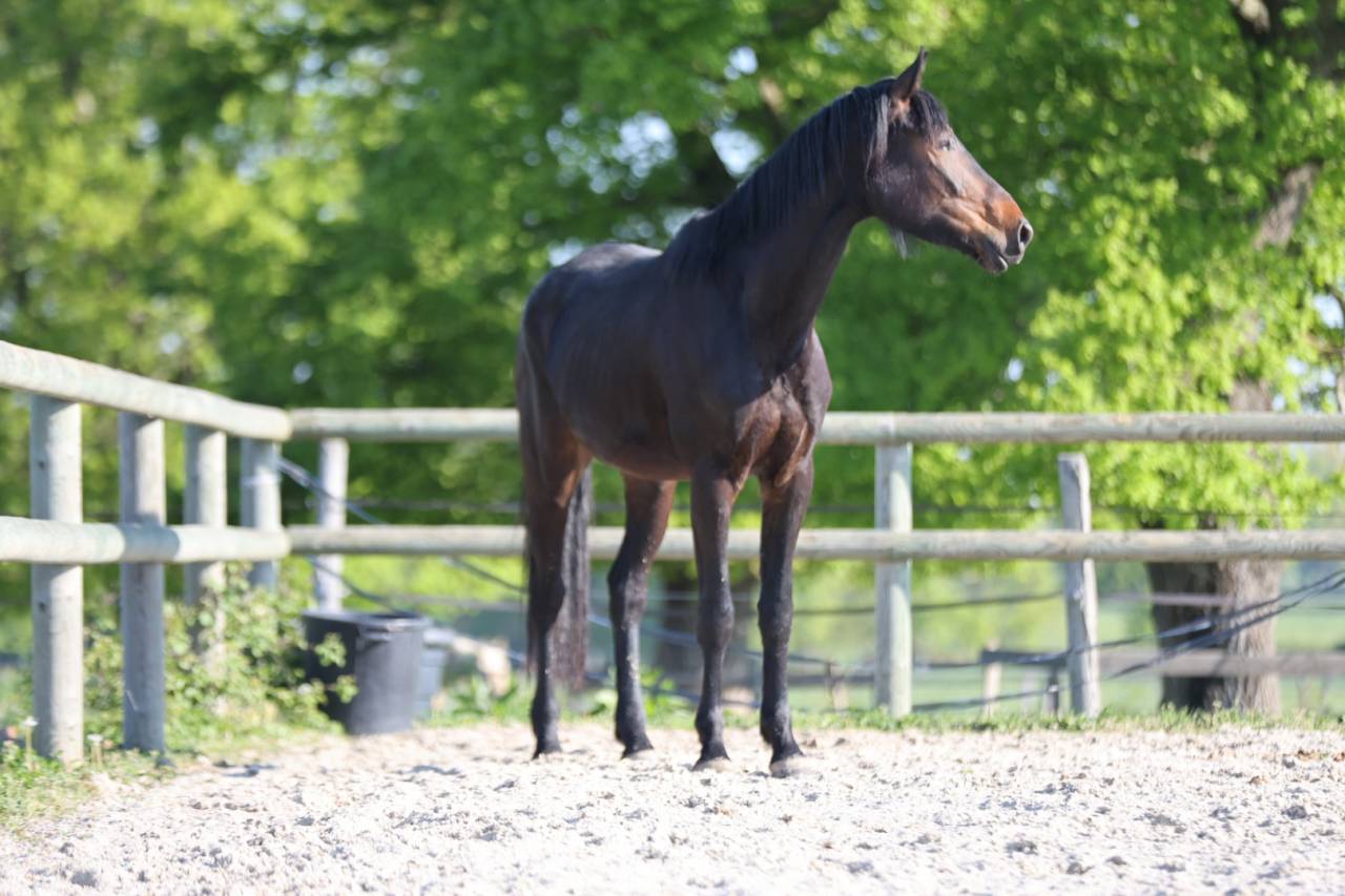 Cheval de dressage kwpn