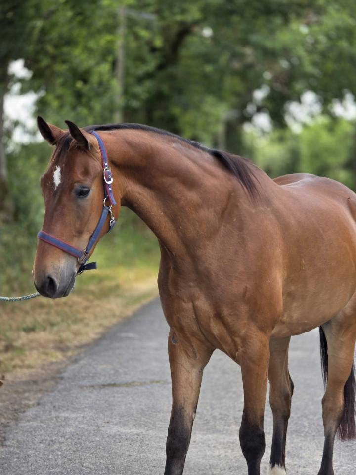 Cheval de loisirs