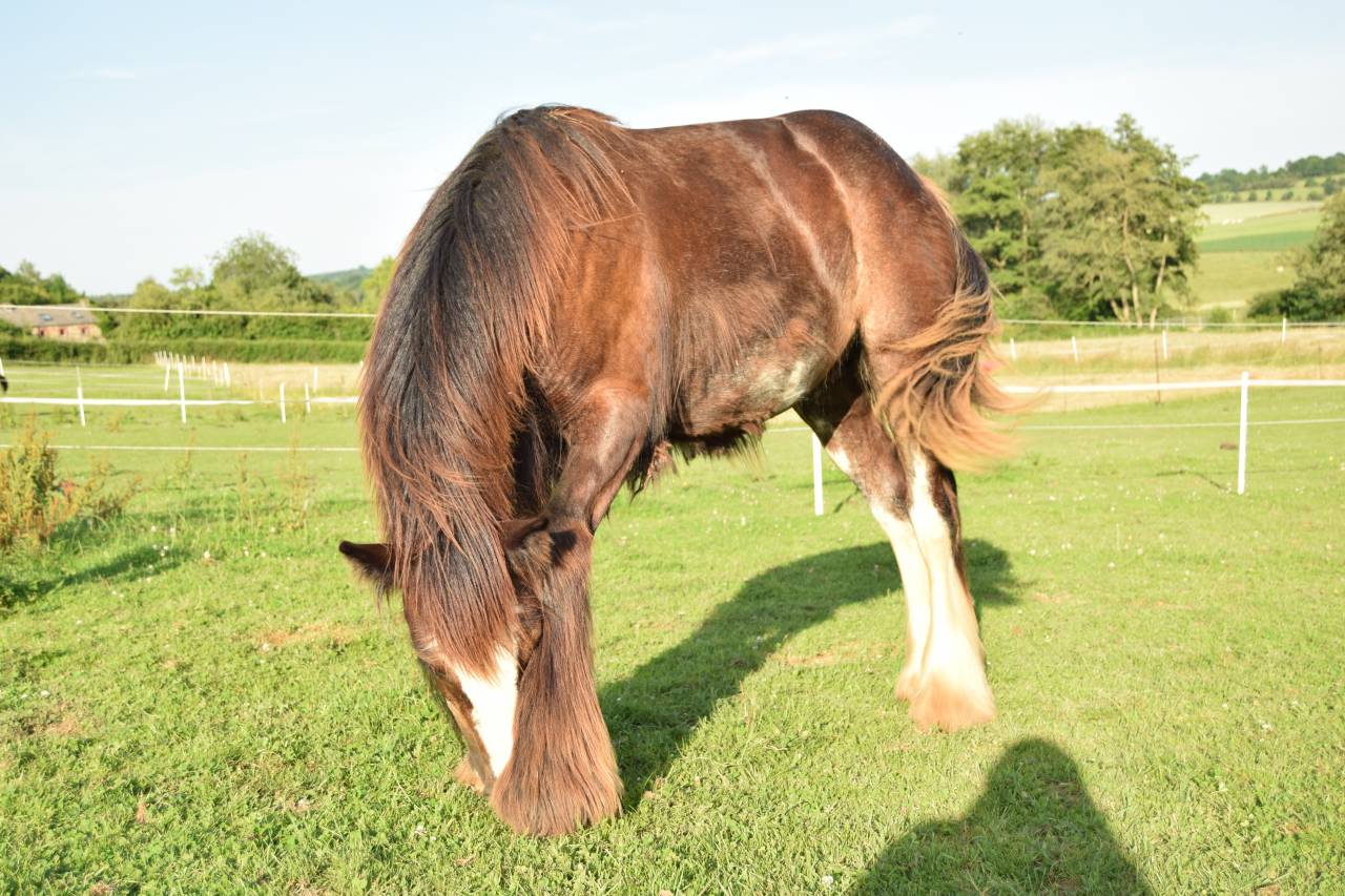 Poulain &Eacute;talon irish cob 
