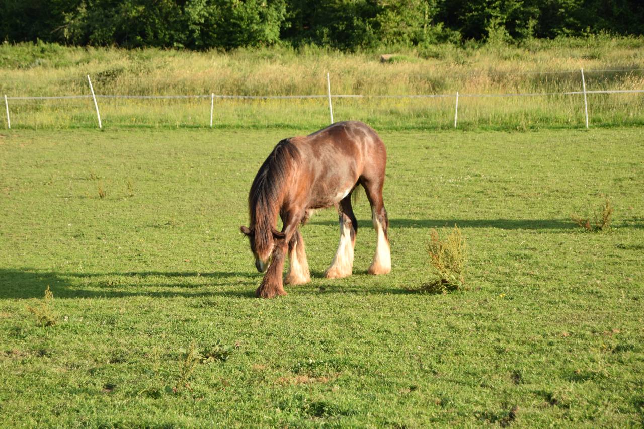 Poulain &Eacute;talon irish cob 