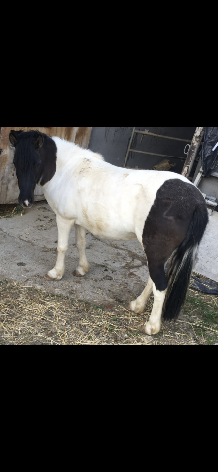 Poney de compagnie 