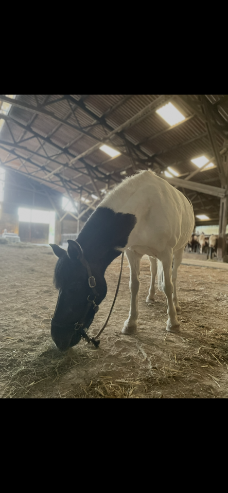 Poney de compagnie 