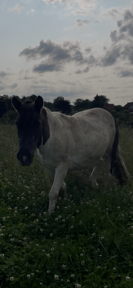 Poney de compagnie 