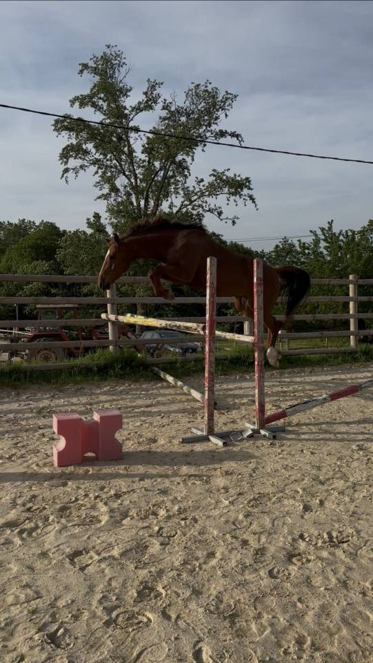 Jument sport/loisir 