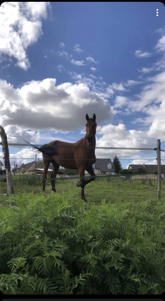 &Agrave; vendre Jument pour &eacute;levage / poulini&egrave;re 
