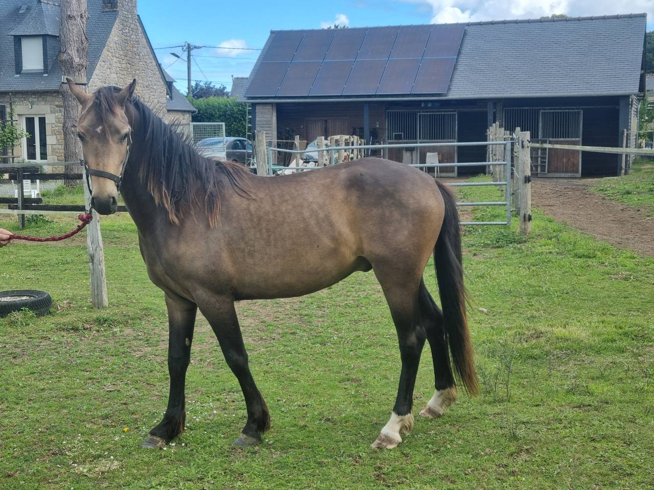 PONEY DE SPORT grandes origines