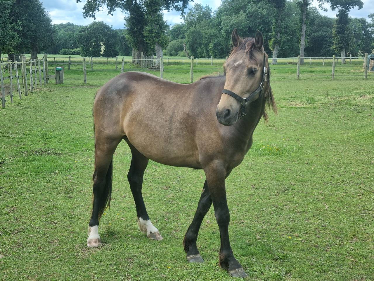 PONEY DE SPORT grandes origines