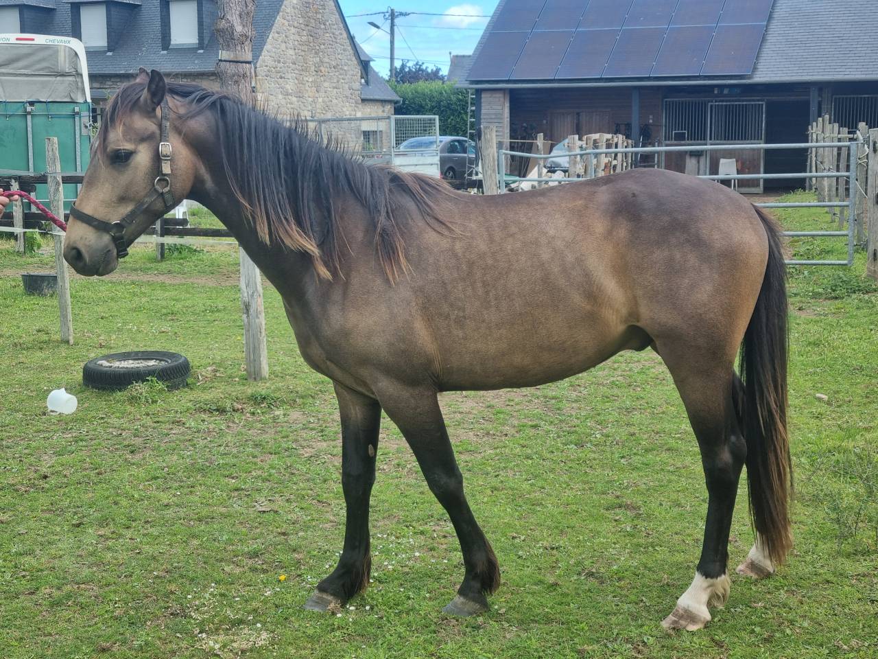 PONEY DE SPORT grandes origines