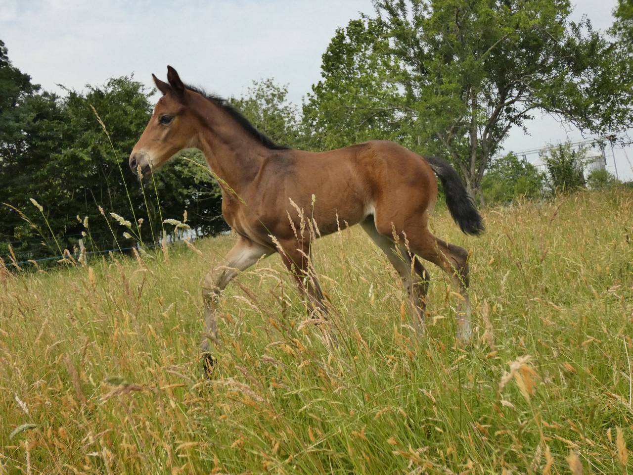 Poulain SF Itoki de Riverland 