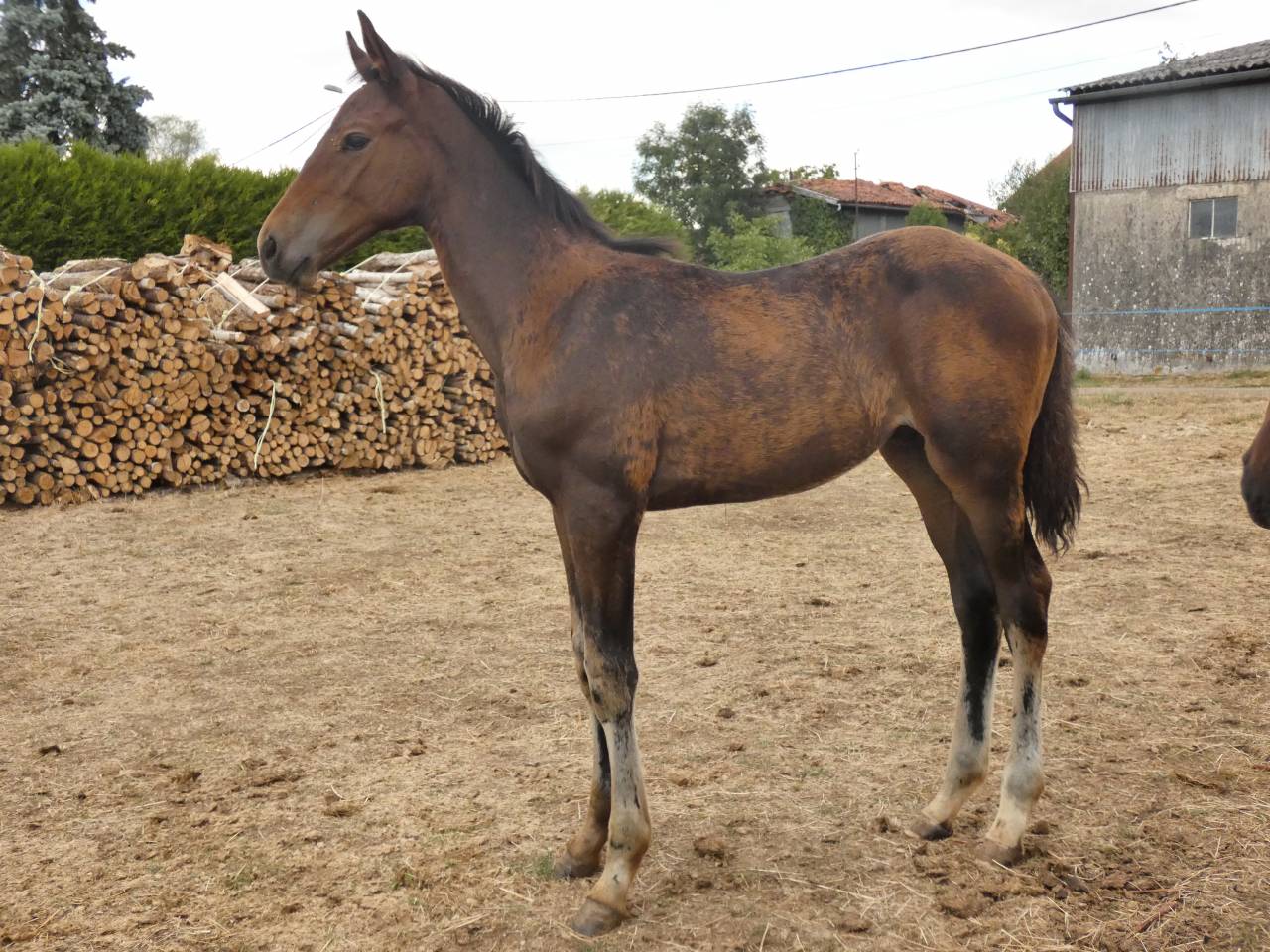 Poulain SF Itoki de Riverland 