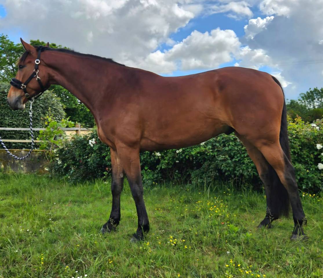 Vends cheval CSO 5 ans