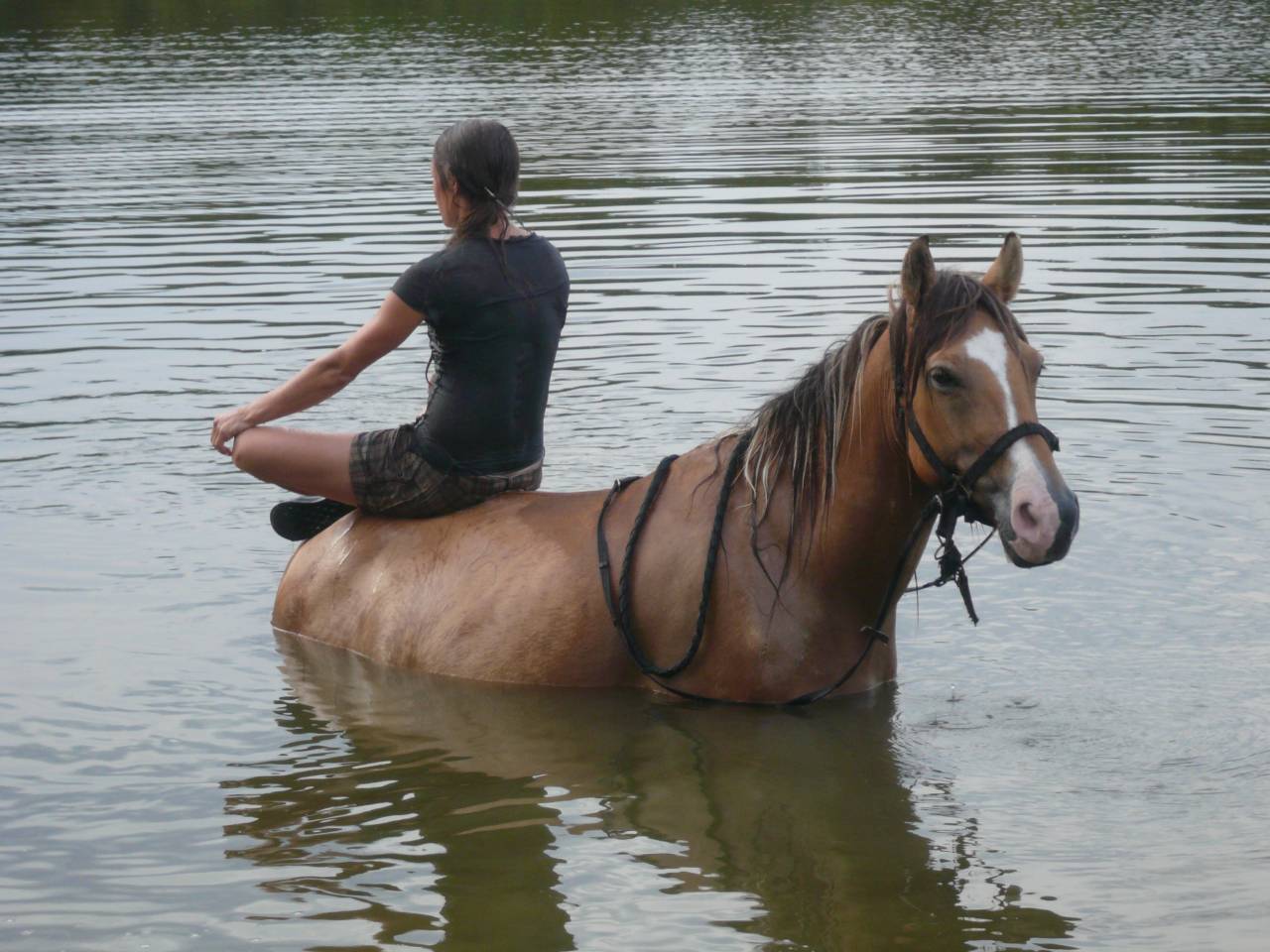 Jument de 13 ans demi Fiord