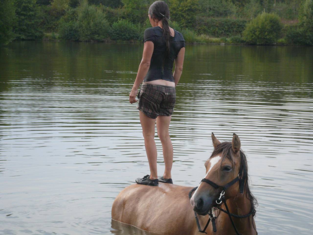 Jument de 13 ans demi Fiord
