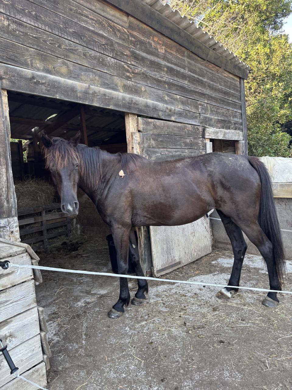 Jument trotteuse