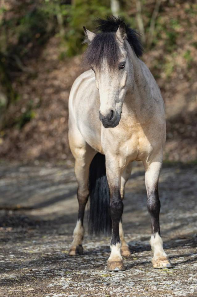 A vendre Poney B - PFS - CSO