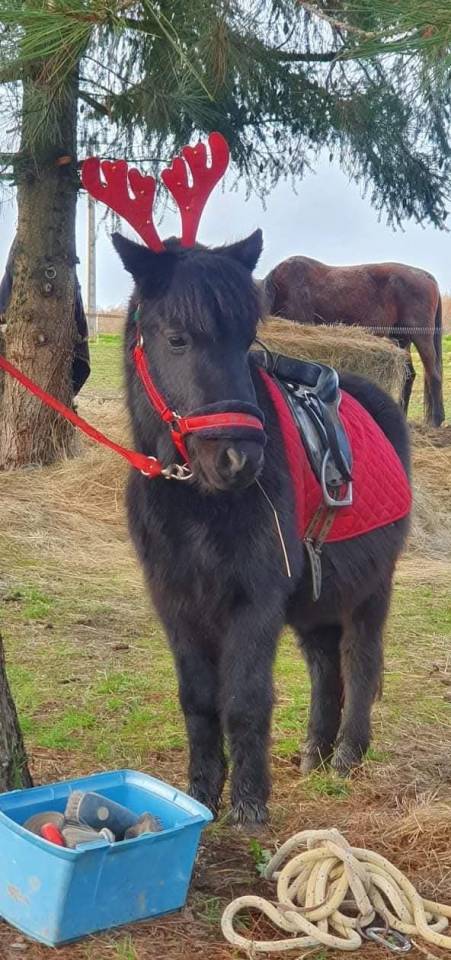 Poney SHETLAND 1M10