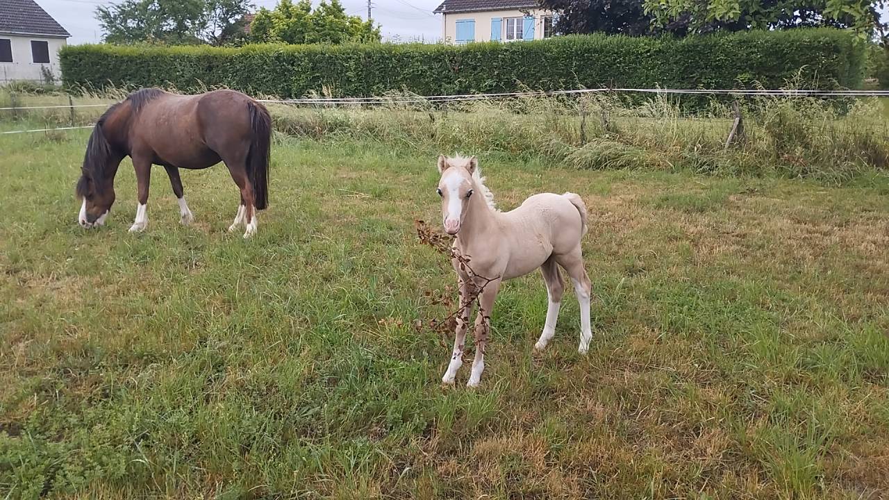 Foal welsh mountain 